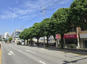 용인특례시 처인구, 주요도로 가로수 정비 마쳐