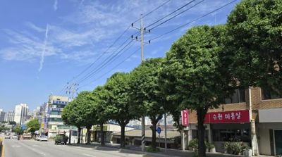 용인특례시 처인구, 주요도로 가로수 정비 마쳐