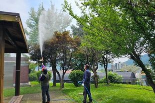용인특례시, 산림 인근 지역 미국흰불나방‧대벌레 등 방제