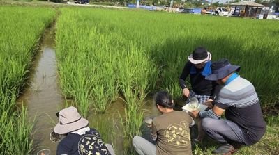 평택시 ‘오성뜰’ 작년에 이어 올해도 논 생물 다양성 조사