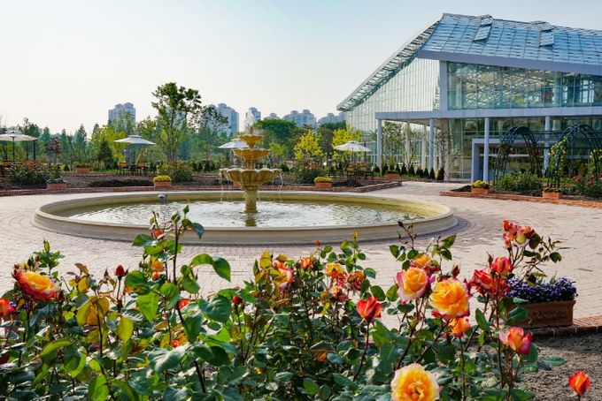 일월수목원 전시온실 앞 장식정원에 장미가 피어있는 모습