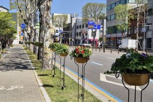 수원시 팔달구, 봄맞이 주요 도로변 꽃길 조성