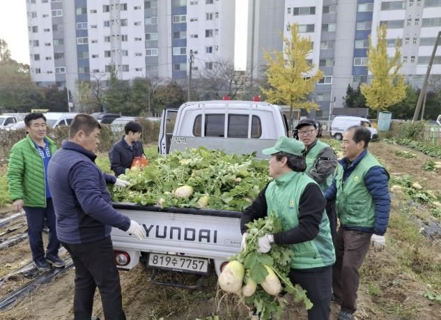 수원시 권선구 새마을지도자협의회, ‘사랑의 무’수확