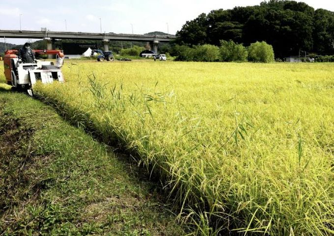 조생종 벼베기 현장