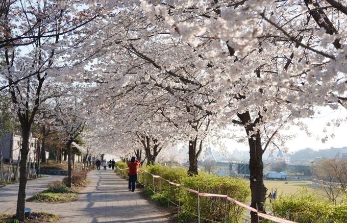 오산천 벚꽃축제 성료…봄밤 수놓은 빛과 공연